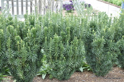 Cephalotaxus harringtonia 'Fastigiata' — photo 3